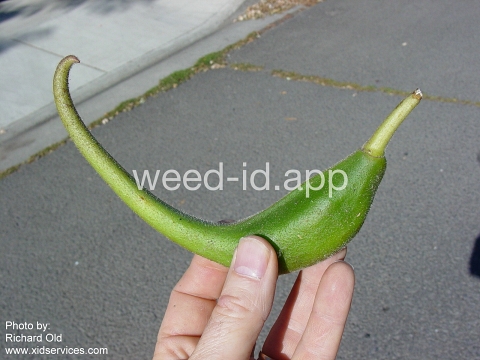 devil's-claw